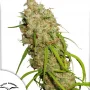 Cannabis seeds Desfrán® from Dutch Passion